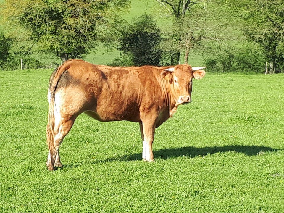 vache 1